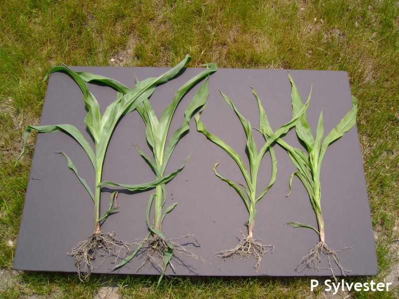 phosphorus deficiency in corn