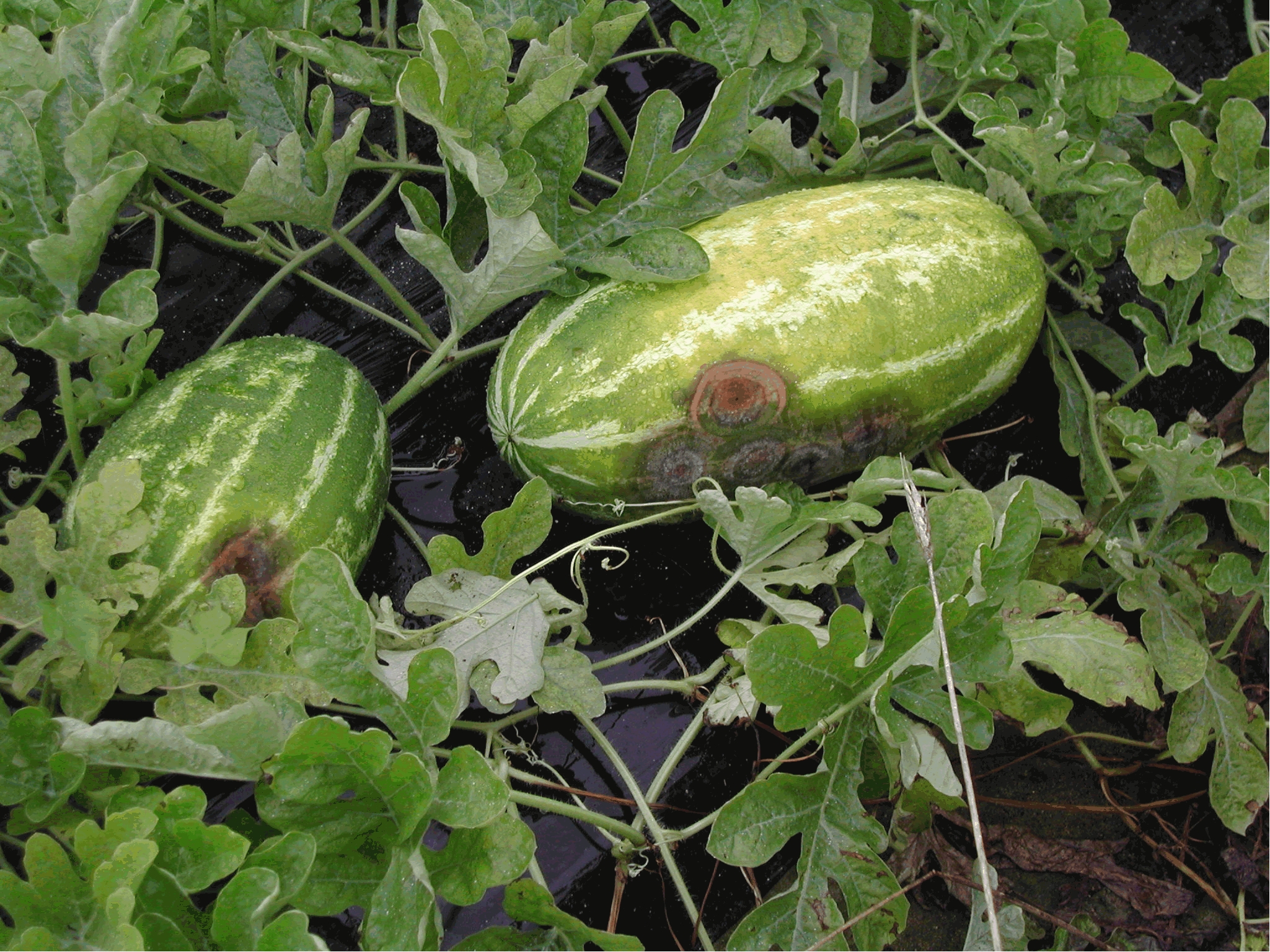 cantaloupes rot on bottom Trisha deaf amateur porn